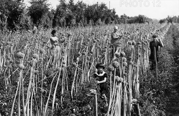 agriculture, onions growing, 1940