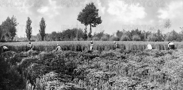 cornfield, 1920-1930