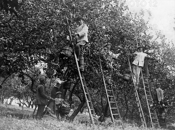 italy, sicily, lemons harvesting