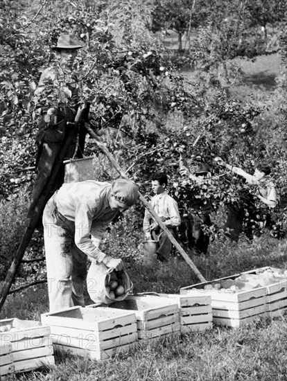 italy, trentino alto adige, taio, apples harvesting