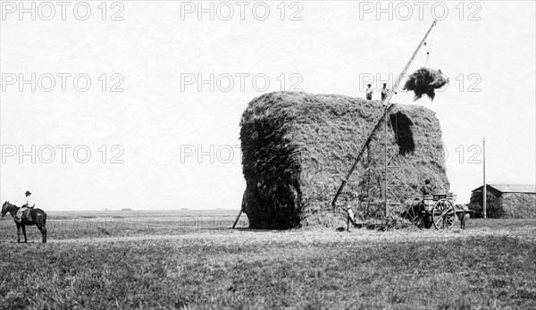 cornfield, 1910-1920