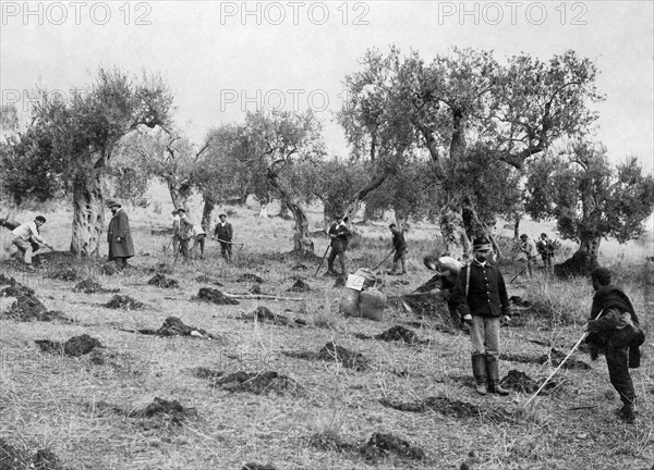 manuring, olive groves