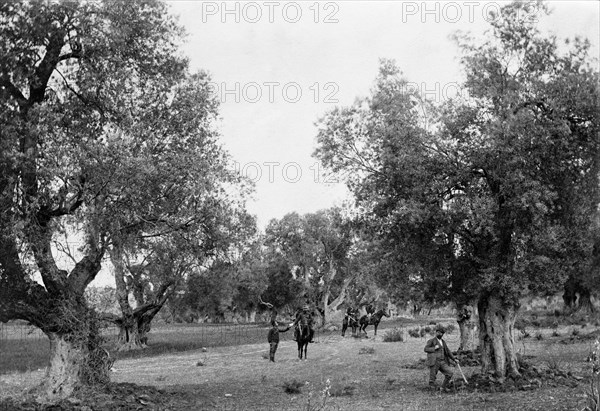 olive groves, 1910-1920