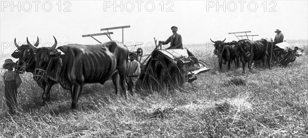 italy, sicily, reaping, 1930