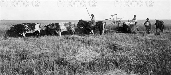 reaping, 1910-1920