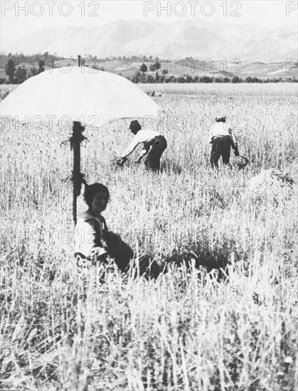 italy, abruzzo, reaping , 1920