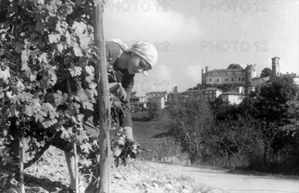 italy, piedmont, grape harvest