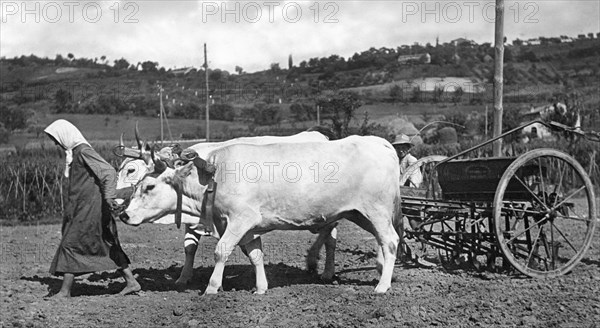 italy, cesena, sowing time,1935