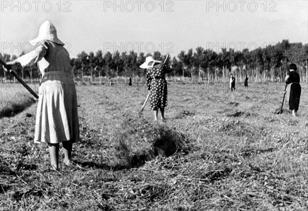 italy, tuscany, campi bisenzio, 1950