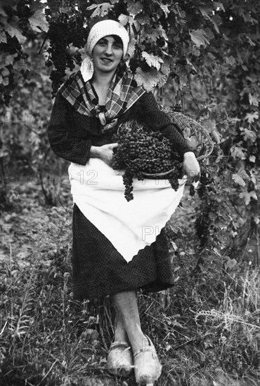 italy, monferrato, grape harvest, 1930-40