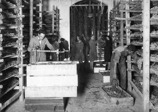 italy, tuscany, grapes, 1930-40