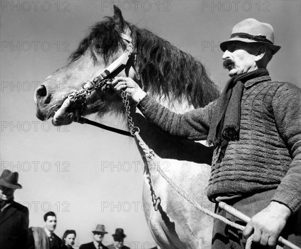 draught-horse, 1940-45