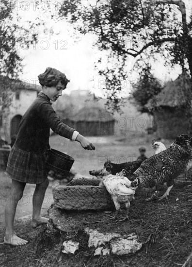 birdseed time, chickens, 1930-40