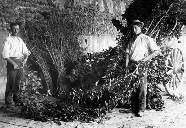 leaves, preparation for silkworm