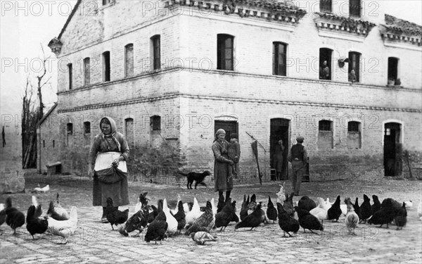 poultry breeding, 1910-20