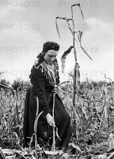 cornfield, 1920-1930