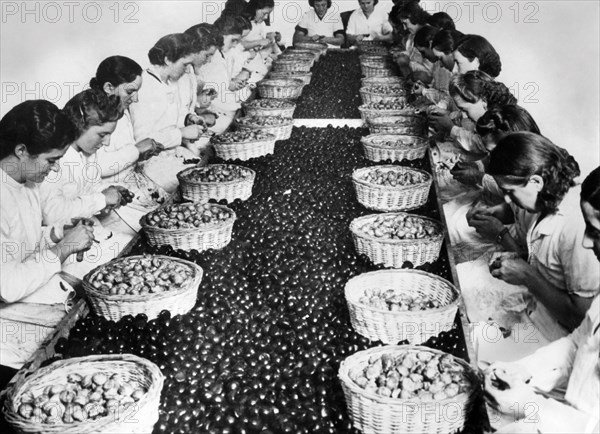 peeling of chestnuts, 1940-1950