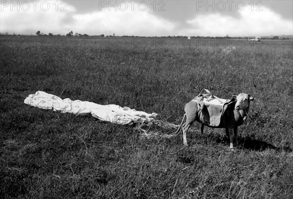 Mouton utilisé pour les essais de parachutes, 1930