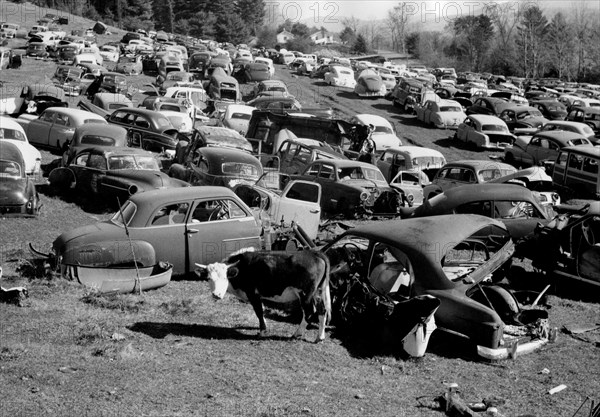 une vache broute dans un cimetière de voitures dans le vermont, 1964