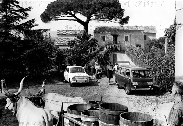 pendant les vendanges, 1966