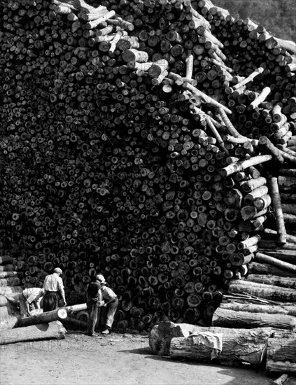 piles de peupliers pour les usines de papier, 1956