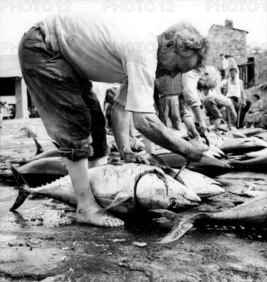 pêche au thon au cap d'elfola, île d'elbe, 1959