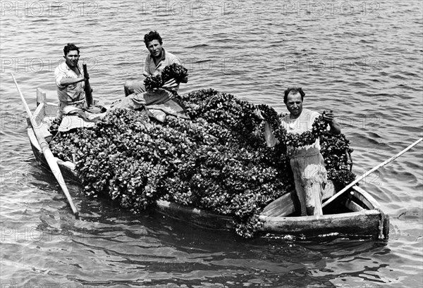 cargaison de moules du lac fusaro, 1952