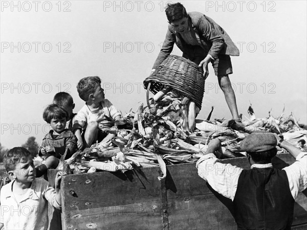 transport de maïs, maize, 1940