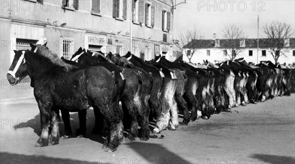 poulains de pur-sang à roncoferraro, province de mantoue, 1940