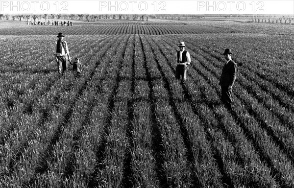 récolte de blé dans la province de mantoue, 1940