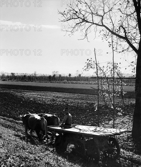 près de commessaggio, province de mantova, 1961