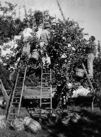 cueillette d'agrumes, 1961
