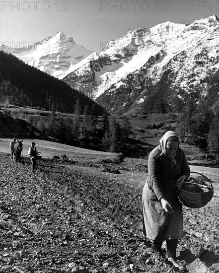 semis à ozien, aymavilles, province d'aosta, 1967