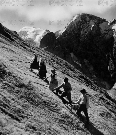 récolte du foin à padon sur la marmolada, 1953