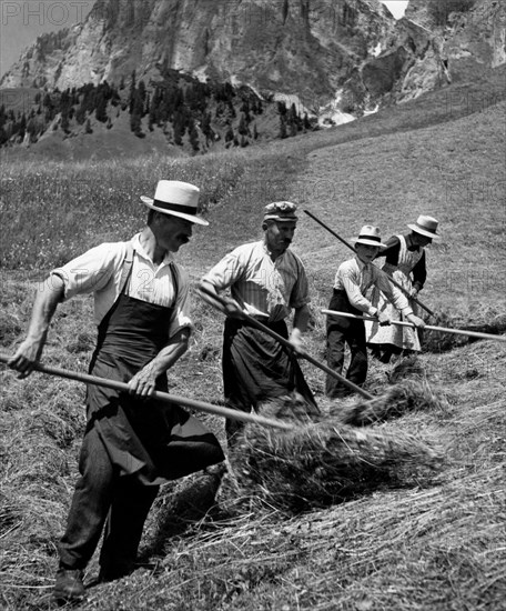 retournement du foin à colfosco, 1955