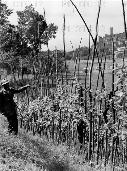 pulvérisation de vert-de-gris sur un vignoble à castell'arquato, 1964