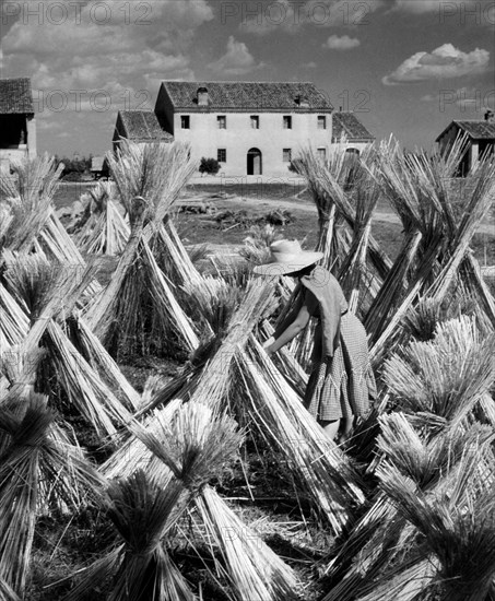 culture du chanvre dans la campagne ferraraise, 1964