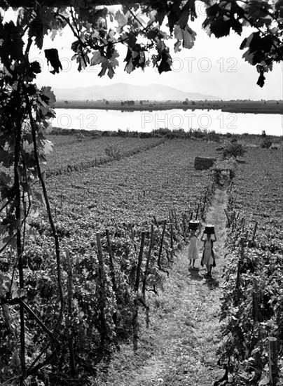 Vignobles près de Terracina, 1955