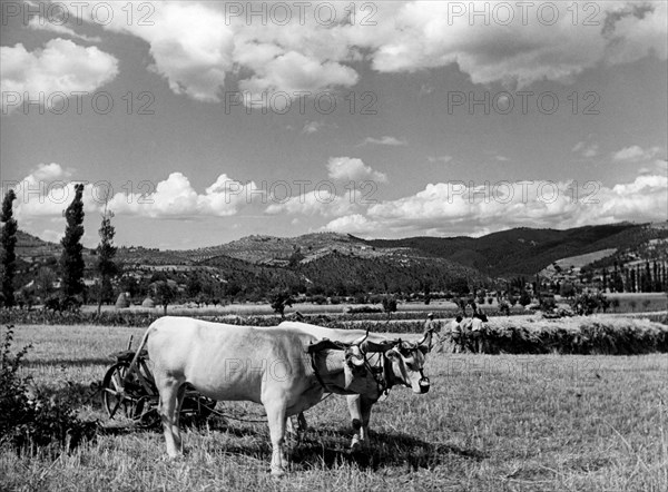 récolte en umbria, 1951