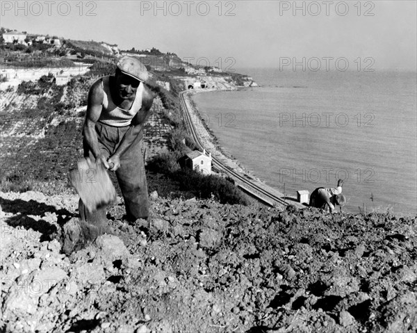 travail dans les champs près d'ortona a mare, 1956