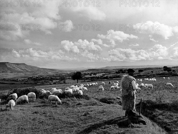 dans la campagne s sarde d'oristano, 1952