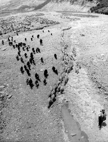 moutons et chèvres en troupeau sur le torrent saraceno sur la terre ferme, 1963