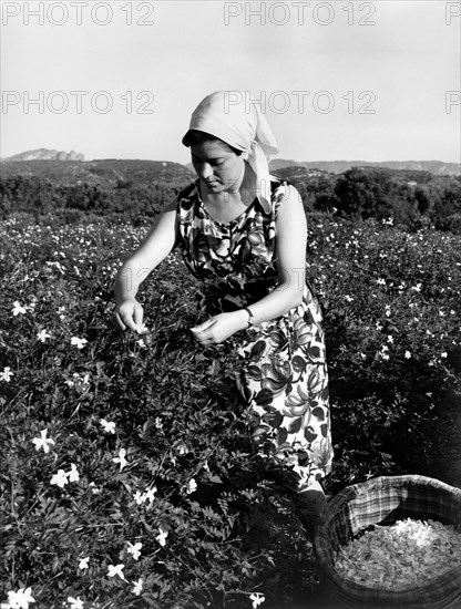 collection de fleurs de jasmin près de reggio calabria, 1965