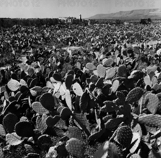 étendue de figuiers de barbarie près de manfredonia, 1966