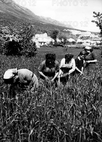 paysannes au travail à san pietro infine, 1954