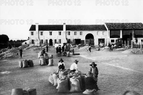 italie, veneto, agriculteurs dans la cour de ferme pour le séchage des céréales, 1920 1930