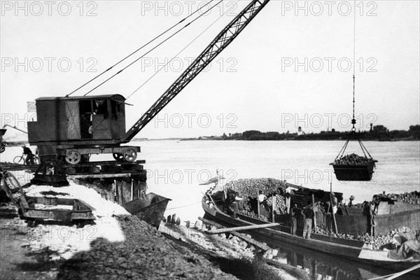 italie, veneto, rovigo, déchargement de betteraves des bateaux, 1920 1930