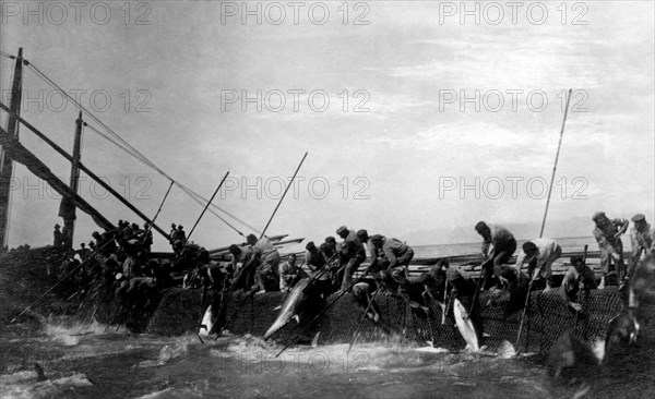 italie, sardaigne, abattage de thon au large de l'île de san pietro, 1921