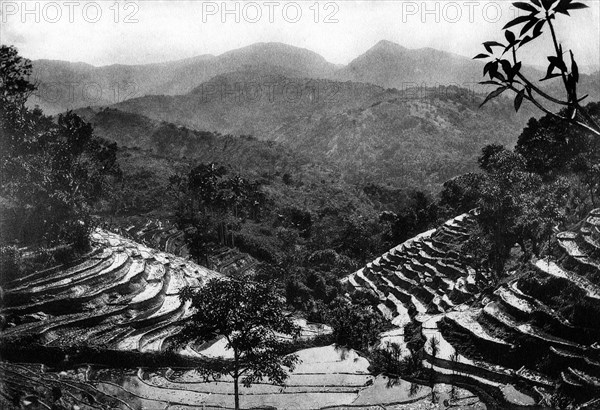 sri lanka, vue d'une plantation de thé, 1920 1930