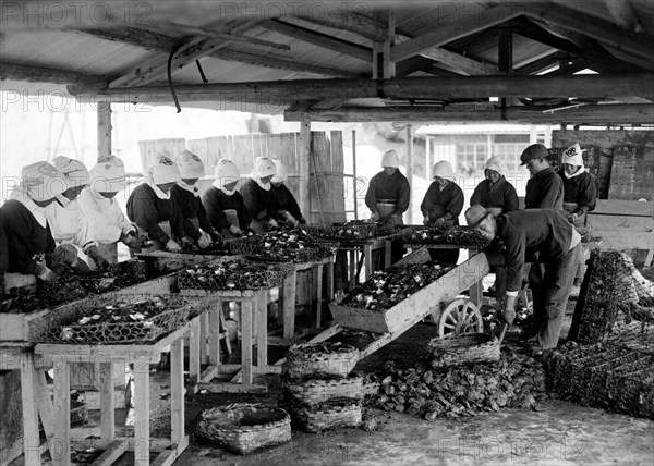 japon, pêcheurs d'huîtres perlières, 1920 1930